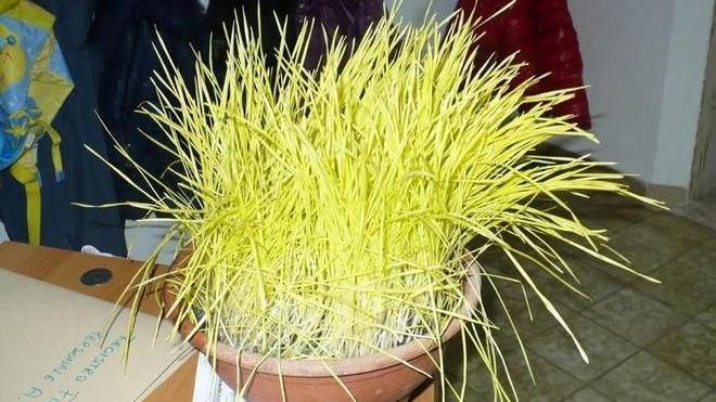 Il vaso di veccia dei bambini dell’asilo