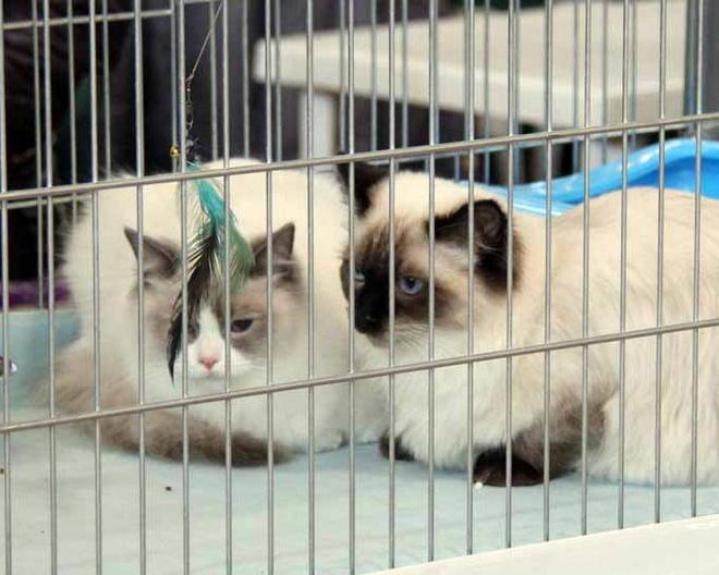 Gatti in mostra a Carrarafiere 