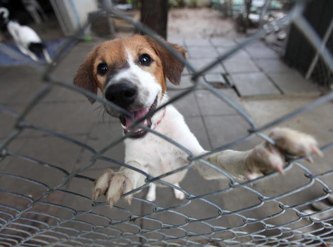 A Montiscendi è una strage di animali 