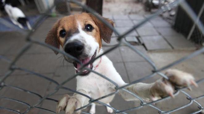 A Montiscendi è una strage di animali