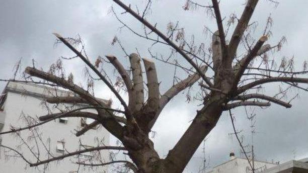 «Fermate lo scempio di alberi in città»
