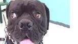 Smarriti due cani di razza Corso