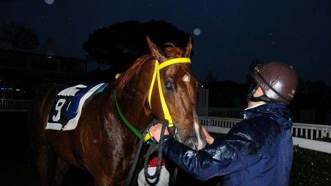 Palio dei Comuni, vince Lajatico