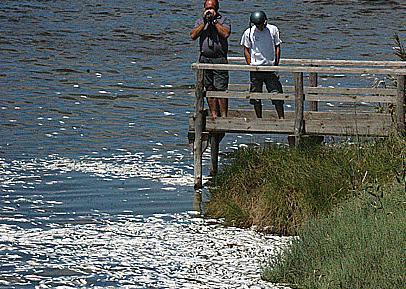Se non ci sarà un colpevole il Comune pagherà i danni 