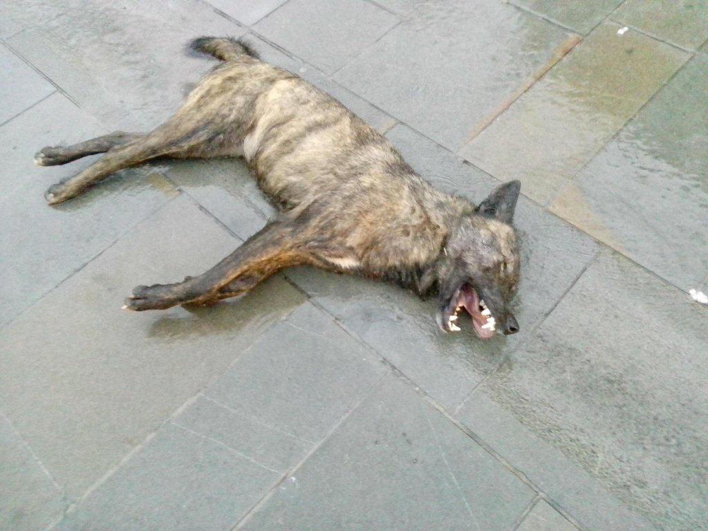 Lupo ucciso a pallettoni ed esposto in piazza 