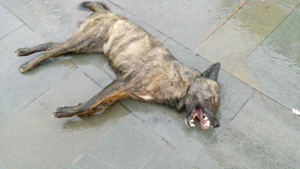 Lupo ucciso a pallettoni ed esposto in piazza