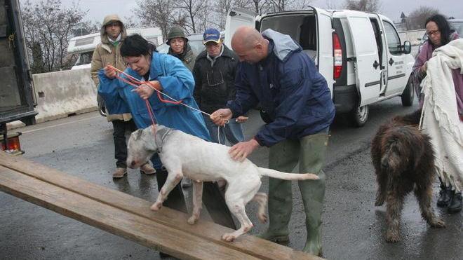 Evacuato il canile. I cani torneranno nel fine settimana