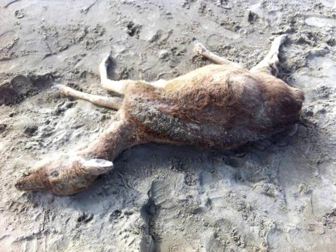 Daino trovato morto sulla spiaggia di Lido di Camaiore 