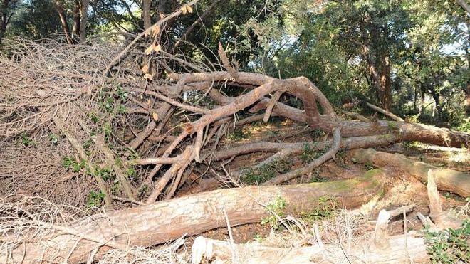 Il forte vento di libeccio ha fatto una strage di alberi