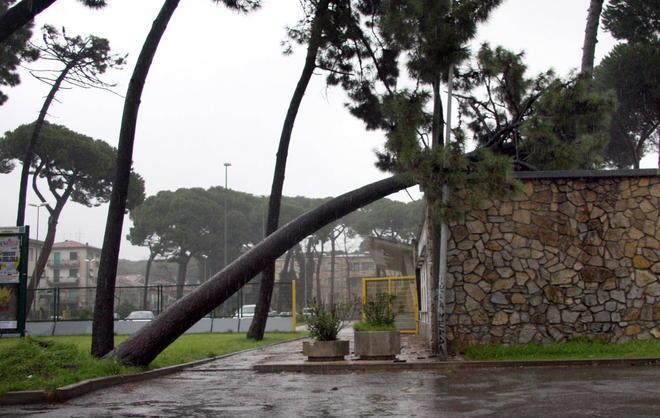 Pino cade sulla biglietteria dello stadio 