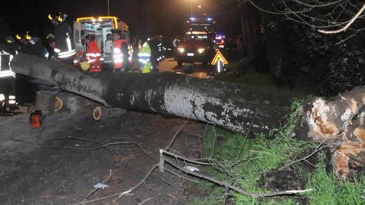 Giovane schiacciata da un albero che si abbatte sulla sua macchina