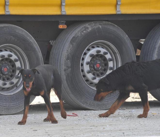 Individuati dalla procura i proprietari dei cani killer 