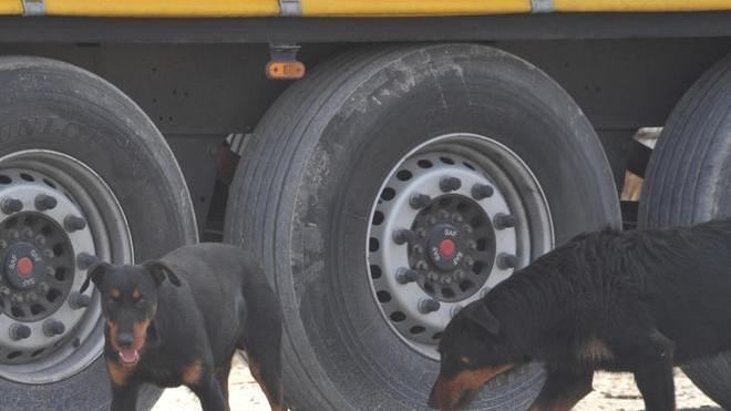 Individuati dalla procura i proprietari dei cani killer