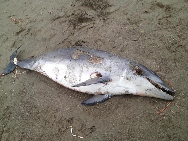 Un altro delfino trovato morto sulla spiaggia 