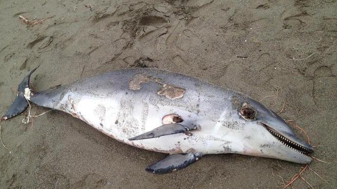 Un altro delfino trovato morto sulla spiaggia