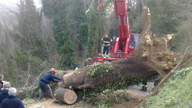 Cade quercia secolare, strada chiusa