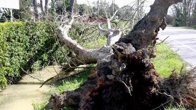 Mareggiata, cabine ko allo stabilimento Gorgona