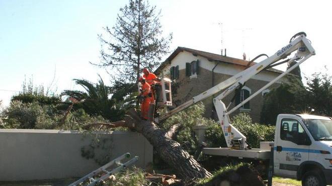 Pino su una casa: paura in via Malta