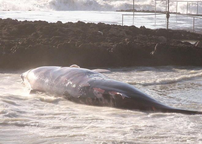 Il libeccio spinge a terra il corpo del gigante buono 