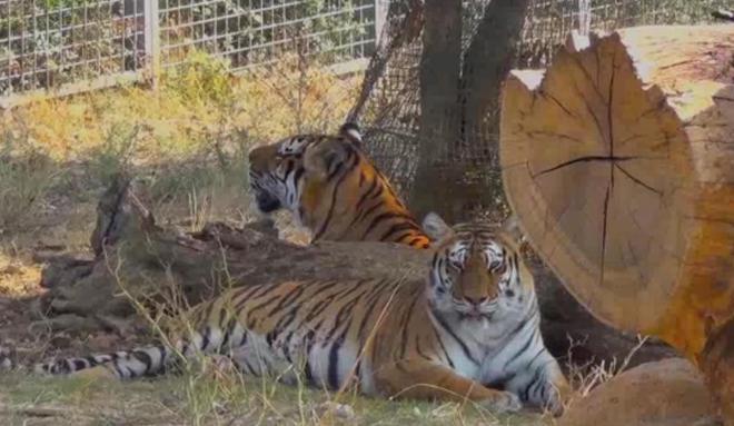 Animali sequestrati venduti agli zoo, indagini anche su Wwf 