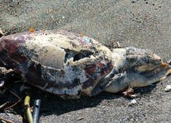 Tartaruga marina spiaggiata a Quercianella 