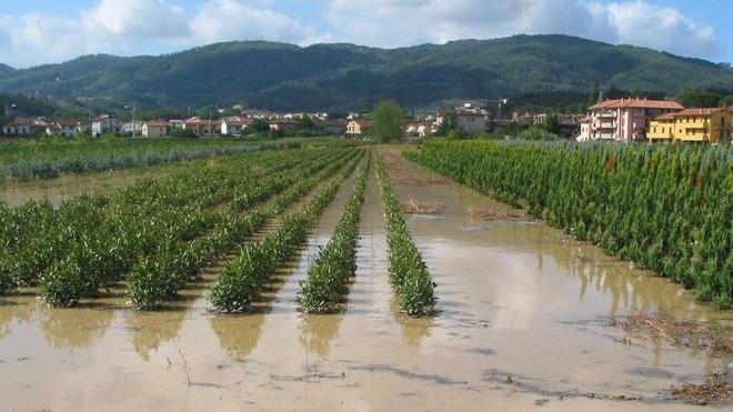 Vivai, indennizzi rapidi a chi ha un’assicurazione