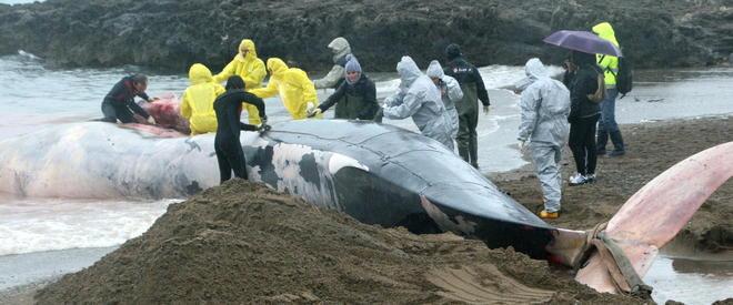 Un funerale “pulp” per la balena 