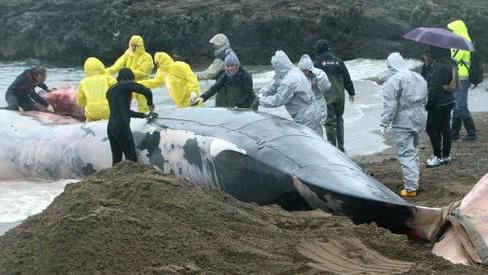Un funerale “pulp” per la balena