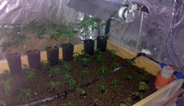 Coltiva piante di marijuana, arrestato 