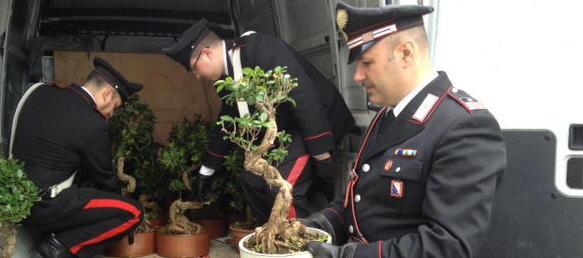 Sventato il furto di bonsai in un vivaio di Uzzano 