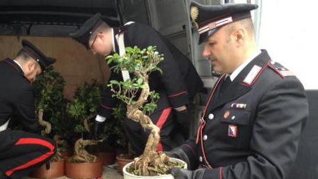Sventato il furto di bonsai in un vivaio di Uzzano