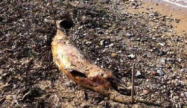 Trovato un delfino morto a Capoliveri 