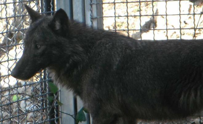 Catturato e portato in salvo un ibrido di lupo 