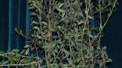 A Ittiri il campionato di potatura dell’olivo 