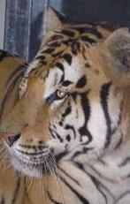 Indagini su Crase e Wwf dal 2004 al 2011 