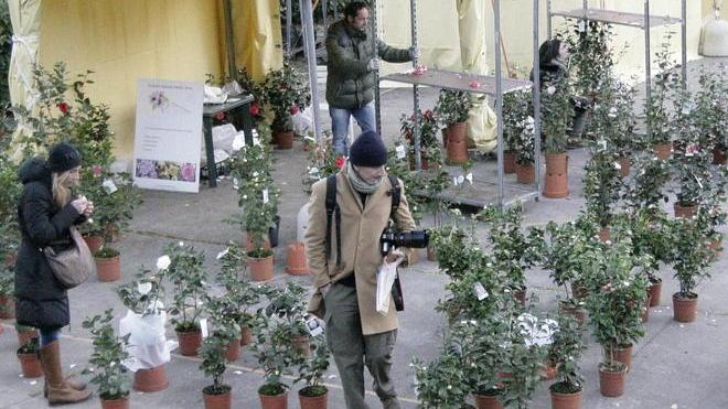 Musica, mostre e poesie per salutare le camelie