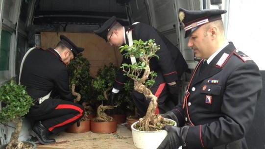 Tentato furto al vivaio Arrestati ladri di bonsai