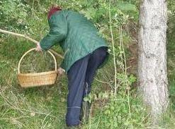 Raccolta funghi, il Consiglio detta le regole 