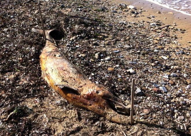 Un altro delfino morto, la strage non si ferma 