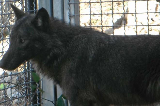 Catturato un canide di 23 Kg grazie al progetto Ibriwolf 
