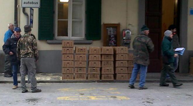 Fagiani distribuiti per il ripopolamento