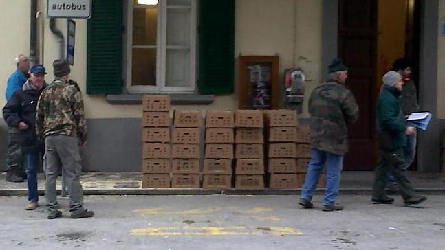 Fagiani distribuiti per il ripopolamento