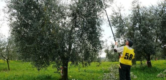 Giornata dedicata all’olivicoltura