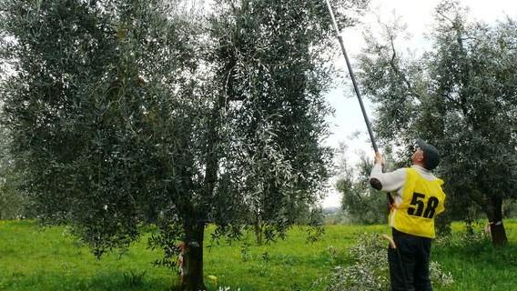 Giornata dedicata all’olivicoltura