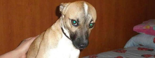 Achille in cerca di una nuova famiglia