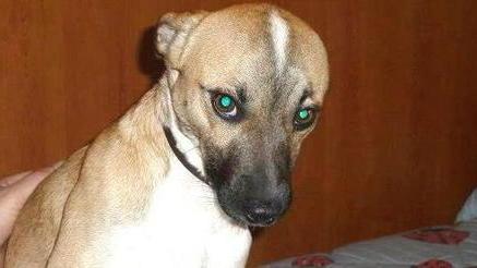 Achille in cerca di una nuova famiglia