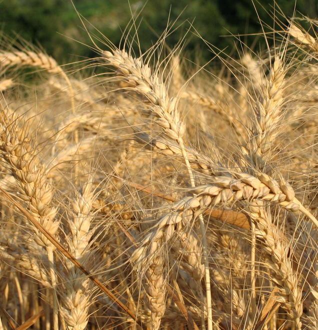 Niente semina nei campi Rischio di sanzioni beffa 