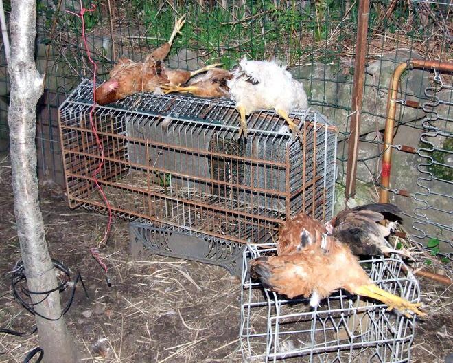 Cane randagio fa fuori 21 galline in un pollaio 