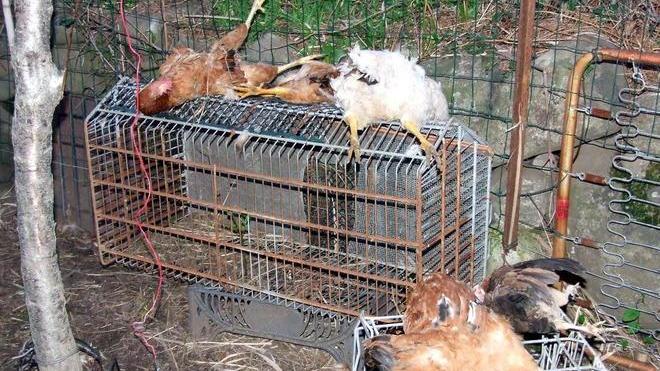 Cane randagio fa fuori 21 galline in un pollaio