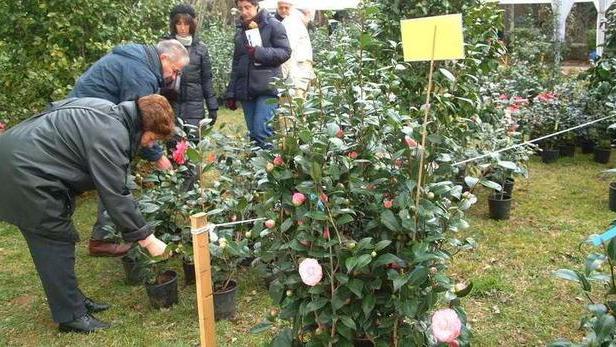 A Nicosia la mostra delle camelie
